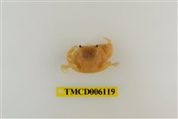 藏品(柔毛梭子蟹)的圖片